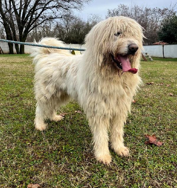 BELLE BELLISSIMO Foto 5